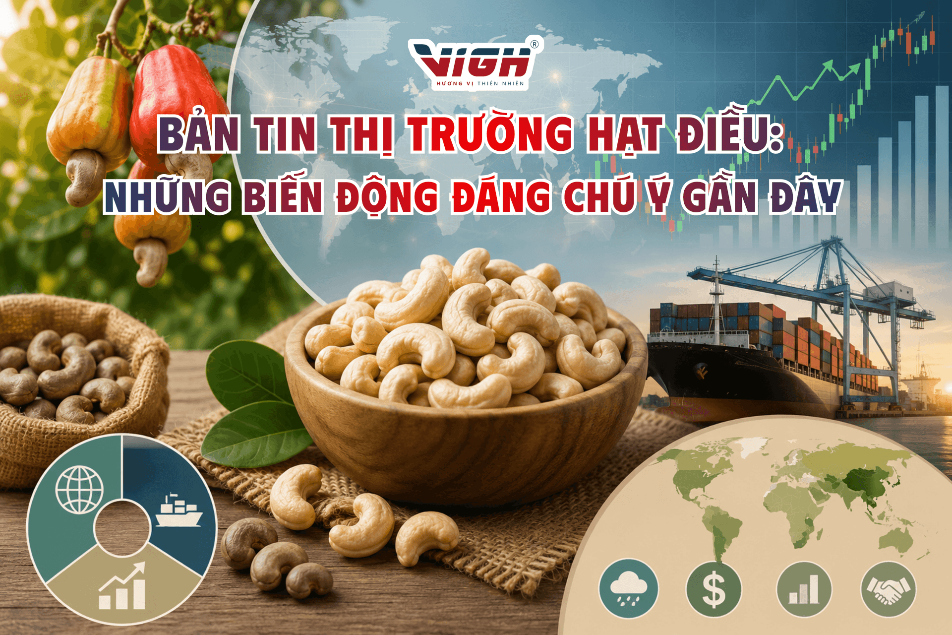 Bản tin thị trường hạt điều: những biến động đáng chú ý gần đây