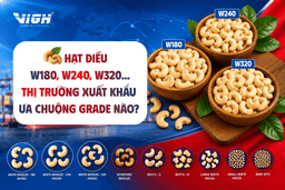 Hạt điều W180, W240 hay W320? Hướng dẫn lựa chọn theo nhu cầu xuất khẩu