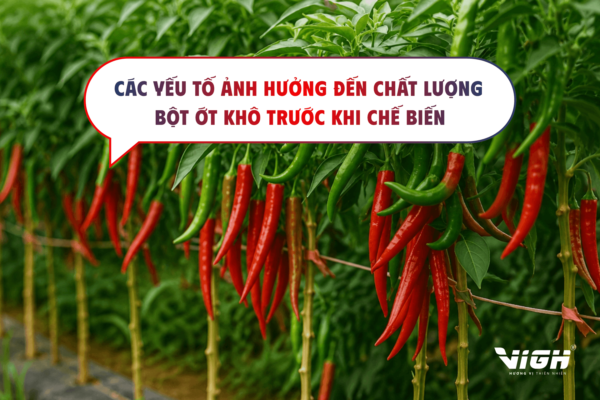 Các yếu tố ảnh hưởng đến chất lượng bột ớt khô trước khi chế biến