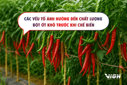 Các yếu tố ảnh hưởng đến chất lượng bột ớt khô trước khi chế biến
