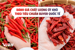 Buyer quốc tế đánh giá chất lượng ớt khô dựa trên những tiêu chí nào?